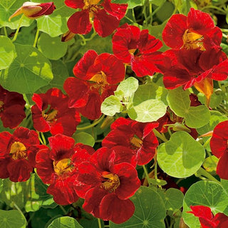 Zwerg Kapuzinerkresse - Mahogany - Essbare Blüten Mit Würzigem Geschmack - Tropaeolum majus var. nanum
