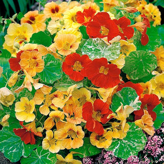 Zwerg Kapuzinerkresse - Alaska - Einfache Pflege, Für Sonnige Standorte - Tropaeolum majus var. nanum