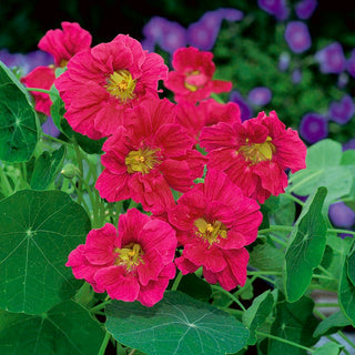 Große Kapuzinerkresse - Cherry Rose - Dekorativ Und Vielseitig, Kirschrote Blüten - Tropaeolum majus