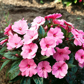 Fleißiges Lieschen - Rosa - Ideal Für Balkon Und Beete - Impatiens walleriana