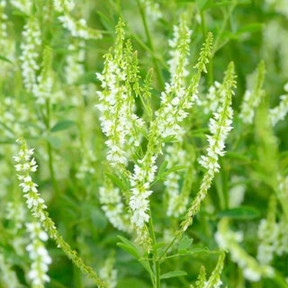 Weißer Steinklee - Weiße Zierpflanze, Bienenfreundlich - Melilotus alba - 100 g - Premium-Saatgut