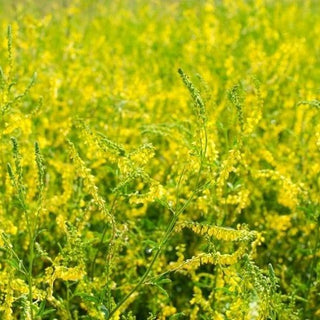 Gelbe Steinklee - Nachhaltige Wahl Für Die Wiese - Melilotus officinalis - XXL-Packung - 1 kg - Premium-Saatgut