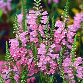 Virginische Gelenkblume - Mischung - Pastellfarbene Blütenmischung - Physostegia virginiana - Premium-Saatgut