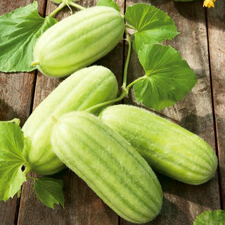 Gurkenmelone - Carosello Barese - Italienische Sorte, Zart Und Aromatisch