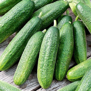 Cucumber Partner F1 - Exceptional Productivity, Intense Flavour, Easy to Grow - Premium Seeds