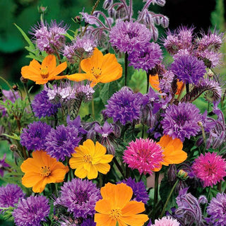 Mischung von Pflanzen mit duftenden Blüten - Wunderschöne Düfte, die Ihren Garten erfüllen - Großpackung - 100 g