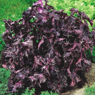 Rotes Perilla, Shiso - Aromatisches Kraut, auffällige lila Blätter - Perilla frutescens
