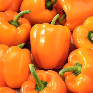 Sweet Pepper Kubista F1 - Perfect for Salads and Preserves, Full of Beta-Carotene - Premium Seeds