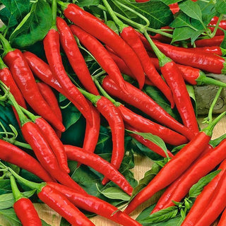 Chili Cayenna - Scharf, Klassisch, Ideal Zum Trocknen, Perfekt Zum Würzen