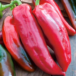 Sweet Pepper Corno di Toro Rosso - Tasty and Sweet, an Excellent Choice for Fresh Salads and Pickles - Premium Seeds