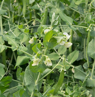 Futtererbse - Natürliche Unterstützung Für Den Anbau - 1 kg