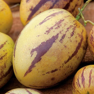 Melonenbirne Pepino - Dekorative Pflanze Mit Essbaren Saftigen Früchten - Solanum muricatum