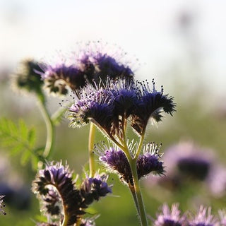 Phacelia - Fördert Die Artenvielfalt - Phacelia tanacetifolia - 500 g - Premium-Saatgut