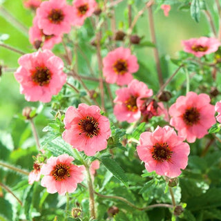 Nepal-Fingerkraut - Mehrjährig, Zierende Gelbe Blüten - Potentilla nepalensis