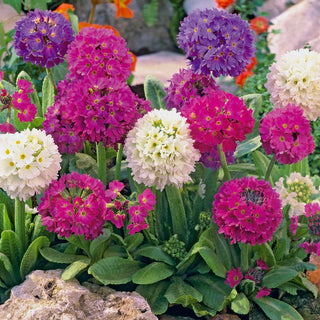 Kugelprimel - Attraktive Staude Für Beete Und Steingärten - Primula denticulata