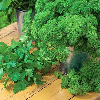 Petersilie - Mischung verschiedener Sorten - Saatband - Vielseitige Aromen Und Geschmacksrichtungen