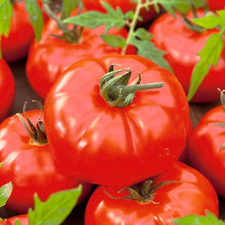 Tomate - Gigant - Riesige Erträge an gigantischen, köstlichen Tomaten - Großpackung - 10 g