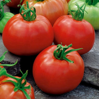 BIO Tomate - ACE 55 VF - Gesund, biologisch, perfekt für Konserven