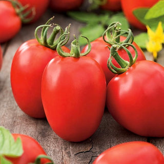 Tomate - Kmicic - Große Runde Früchte, Süßer Geschmack