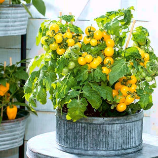 Tomate Aztek - Niedrig Wüchsig Kompakt Ideal Für Töpfe