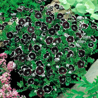 Hainblume Penny Black - Außergewöhnliche Sommerzierde - Nemophila discoidalis - Premium-Saatgut