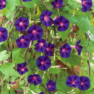 Purpur Prunkwinde - Grandpa Ott's - Große Blüten, Schöne Herzförmige Blätter - Ipomoea purpurea