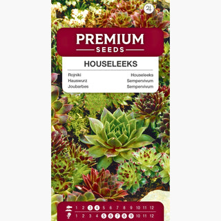 Hauswurz Mischung verschiedener Sorten - Dekoration für Töpfe, frostresistent - Sempervivum sp.