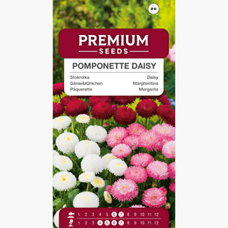 Gänseblümchen Pomponette Mischung - Anmutige Blumen für Beete - Bellis perennis