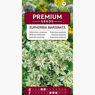 Weißrand-Wolfsmilch - Besonders Dekorative Einjährige Pflanze - Euphorbia marginata
