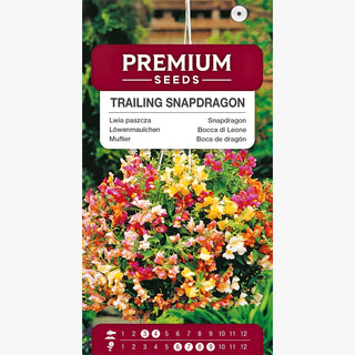 Hängendes Löwenmäulchen - Blumenkaskade, sommerliche Farbexplosion - Antirrhinum majus pendula