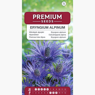 Alpendistel - Lang Blühend, Besonders Dekorativ - Eryngium alpinum