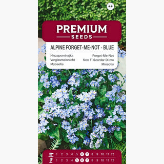 Vergissmeinnicht Blau - Charmante Dekoration für Beete und Steingärten - Myosotis alpestris