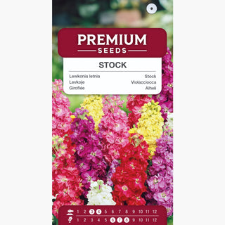 Levkoje - Sommerliche Blütenpracht Im Klassischen Stil - Matthiola incana