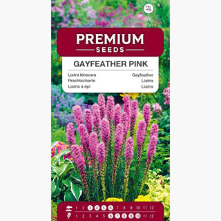Prachtscharte Rosa - Mehrjährig, frostbeständig, für Beete und Steingärten - Liatris spicata