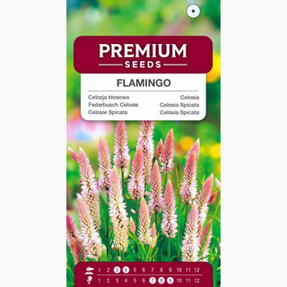 Federbusch Celosie Flamingo - Federartige Ähren, die das Auge erfreuen - Celosia spicata