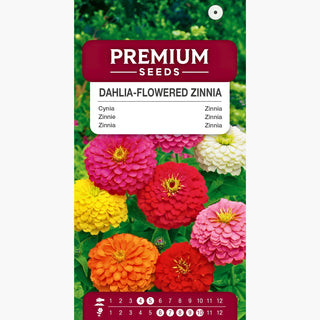 Zinnie Dahlienblütige Mischung - Königliche Dekoration für Sommerbeete - Zinnia elegans