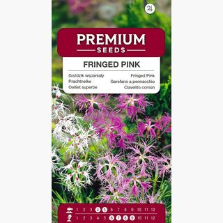 Prachtnelke - Mischung - Auffallende Farben - Dianthus superbus