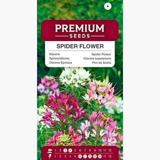 Spinnenblume Mischung - Originelle Blütenstände, besonders schön und exotisch - Cleome hassleriana