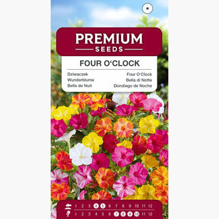 Wunderblume - Trompetenförmige, leuchtende Blumen, einfache Kultivierung - Mirabilis jalapa