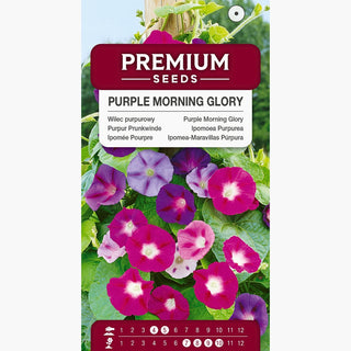 Purpur Prunkwinde - Mischung - Himmlische Kletterpflanze - Ipomoea purpurea