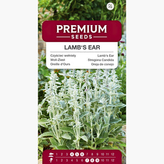 Woll-Ziest - Attraktive Zierde Für Beete Und Steingärten - Stachys lanata