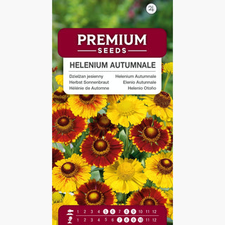 Herbst Sonnenbraut - Ideal Für Sonnige Standorte - Helenium autumnale