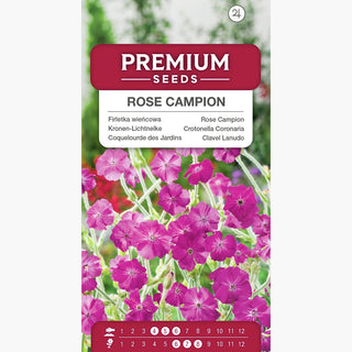 Kronen-Lichtnelke - Zierde Für Beete Und Trockenmauern - Lychnis coronaria