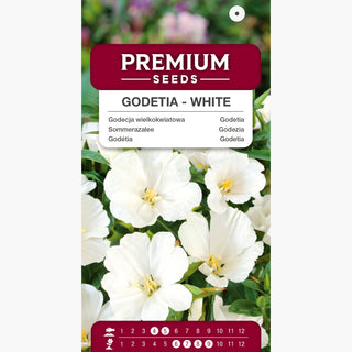 Sommerazalee - Weiße - Elegante Und Zeitlose Beetenpracht - Godetia grandiflora