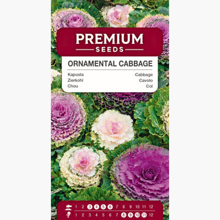 Zierkohl - Bunte Dekoration für jede Jahreszeit - Brassica oleracea