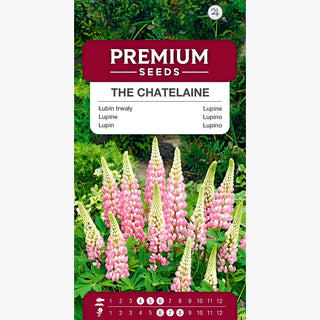 Lupine The Chatelaine - Schöne, rosafarbene Blumen in prächtigen Ähren - Lupinus polyphyllus