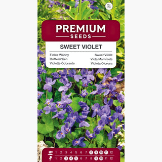 Duftveilchen - Duftende Sorte, Perfekt Für Schattenplätze - Viola odorata