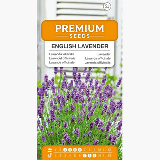 Lavendel officinale - Aromatische Königin der Gärten - Lavandula officinalis