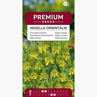 Orientalischer Schwarzkümmel - Außergewöhnliche Beetrose - Nigella orientalis