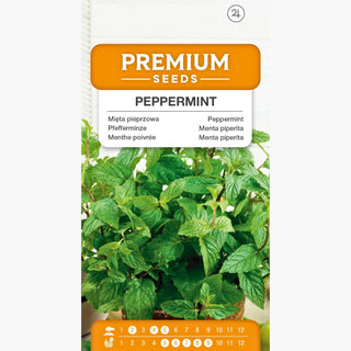 Pfefferminze - Ideal für Getränke und Desserts - Mentha piperita